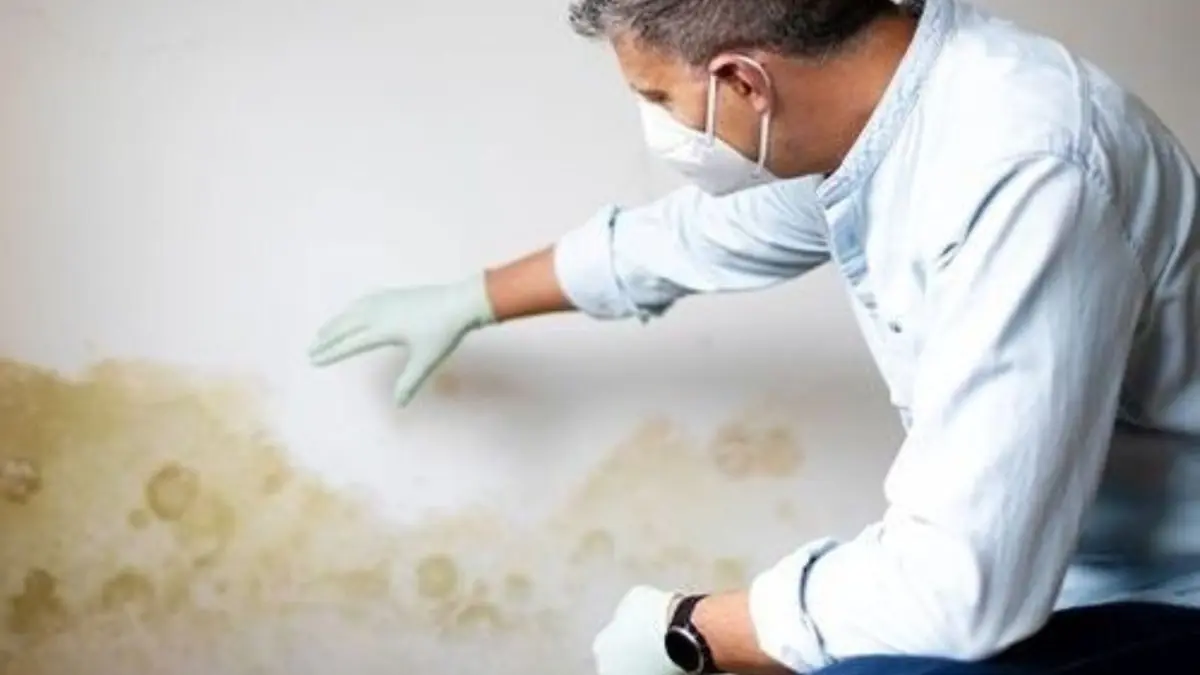 Person in a respirator and gloves inspecting a stained wall