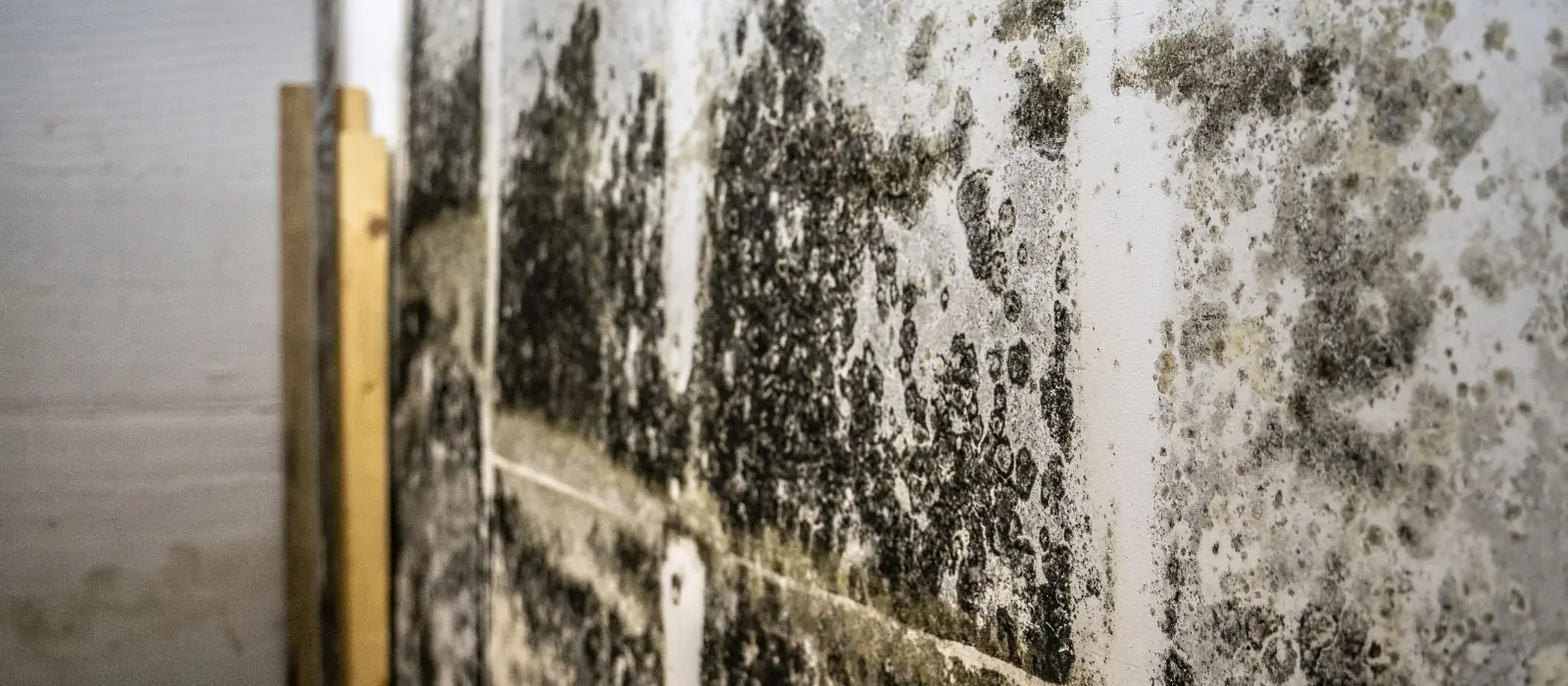 Dark mold growth across a block and drywall basement wall