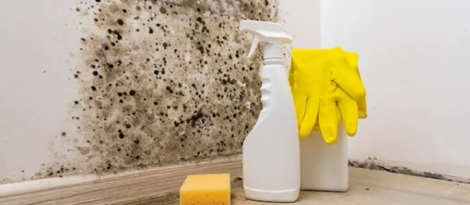 Mold on a wall above a baseboard next to a spray bottle, sponge and gloves