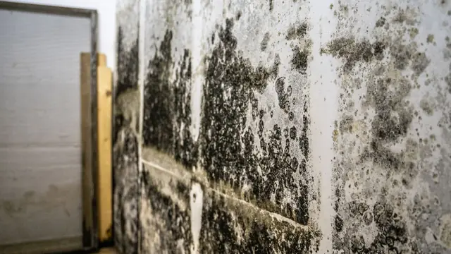 Dark mold growth across a block and drywall basement wall